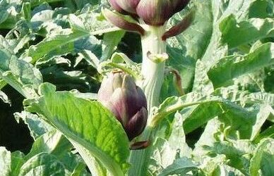 Carciofo Brindisino IGP: Un Patrimonio di Gusto e Tradizione