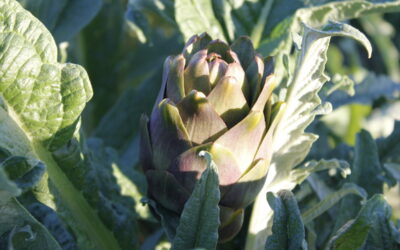 A San Pietro Vernotico si celebra il Carciofo Brindisino IGP.