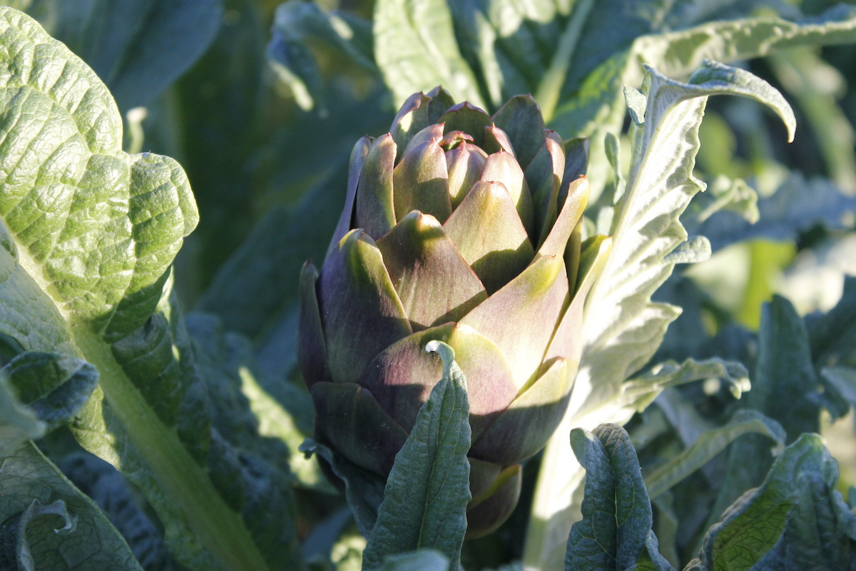 Carciofo Brindisino IGP in campo